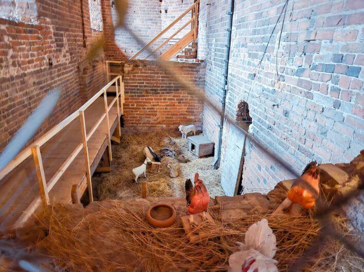 Darstellung der Tierhaltung im Turm von St. Petri