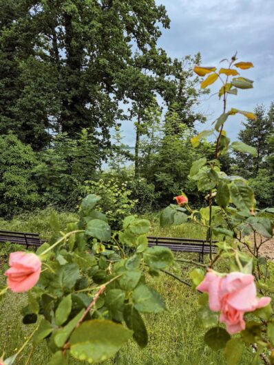 Rosen im Garten der Klosterruine