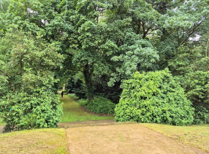 Wald im Schlosspark Krumke