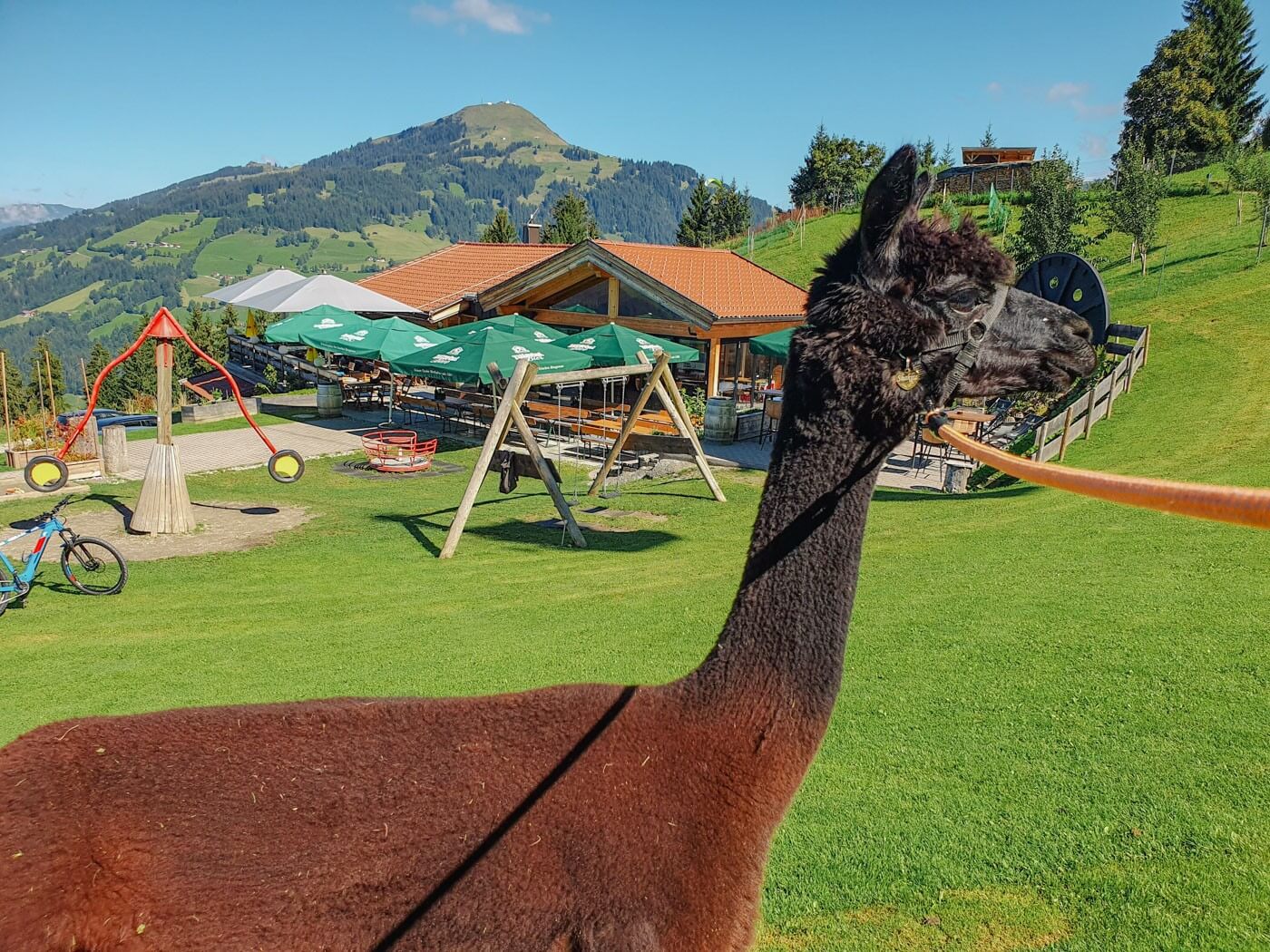 Alpaka vor der Jausenstation Alte Mittel in Westendorf