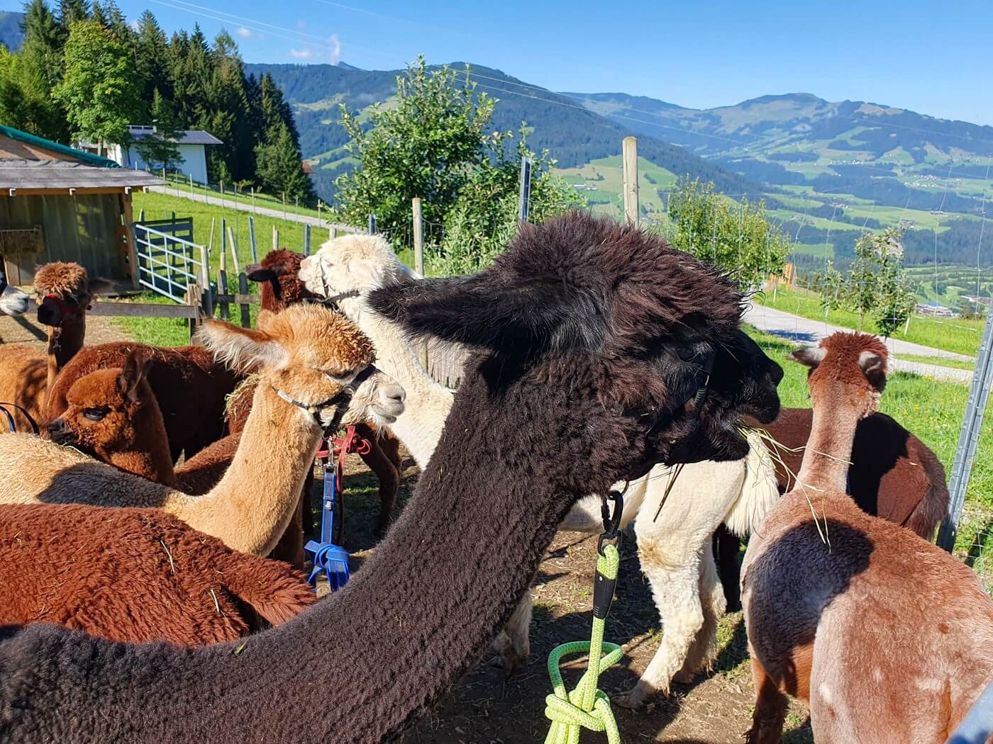 Alpakas am Ellmerers Hof mit Blick über die Bergwelt