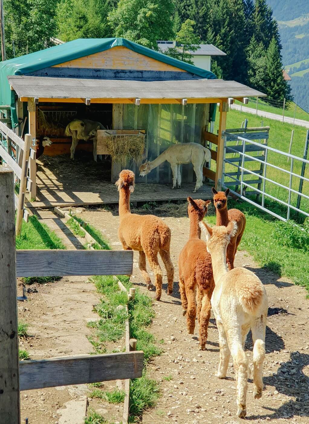 Alpakas auf dem Ellmerer's Hof im Gehege