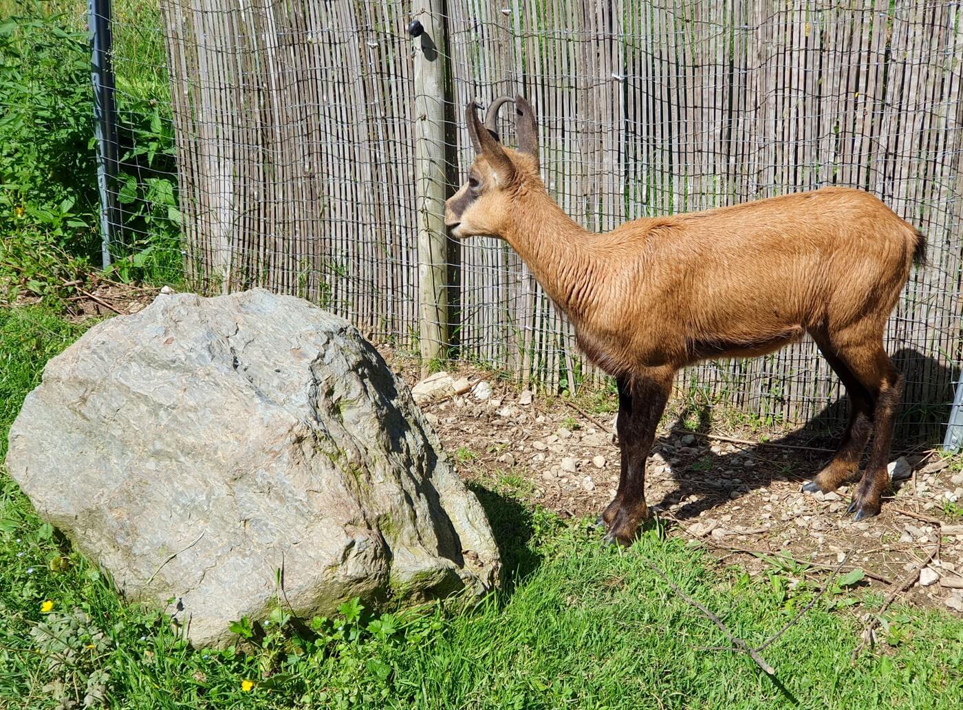 Gamsbock vor Zaun