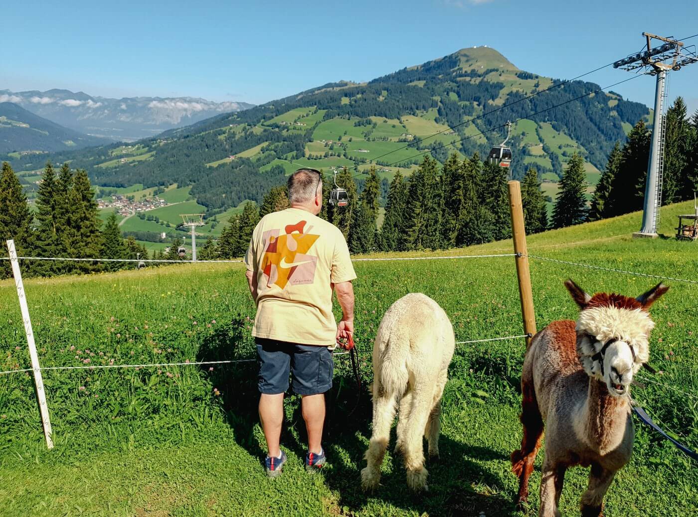 Kurze Pause auf der Alpakawanderung im Brixental, bei der die Tiere fressen