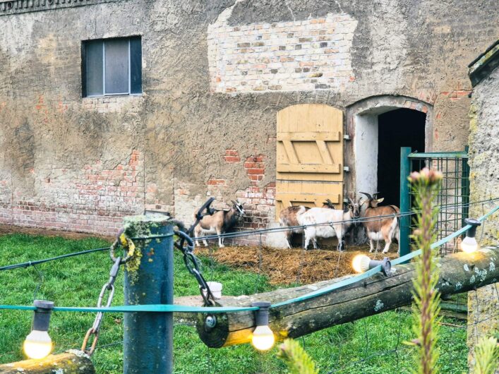 Ziegen auf Schloss & Gut Liebenberg