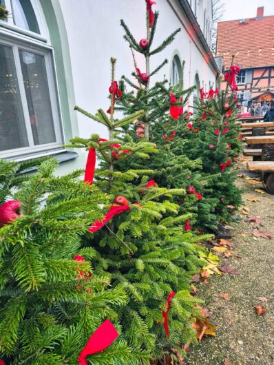 Weihnachtlich dekorierte Tannen im Hof von Schloss & Gut Liebenberg